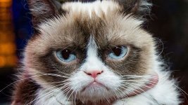 grumpycat.jpg