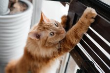 Training Your Cat to Stop Scratching Furniture: Strategies That Actually Work