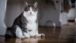 Trimming the Fat: A Comprehensive Guide to Helping Your Cat Lose Weight