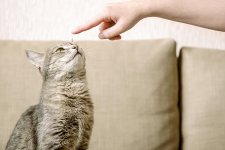 cat-training.jpg cat-training.jpg