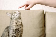 5 Proven Strategies to Prevent Your Cat from Marking Their Territory in Your Home