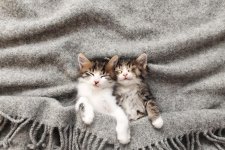 new-kittens.jpg