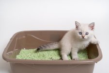 kitten-litter-box.jpg