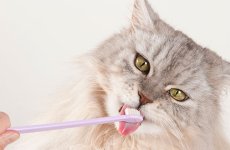 cat-care_cat-grooming_dental-care_body4-right.jpg