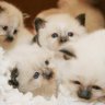 birmankittencattery