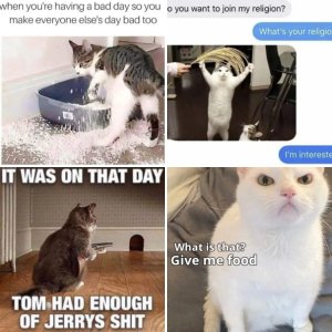 Cat Memes