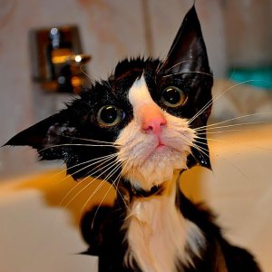 funny-wet-cats-1.jpg