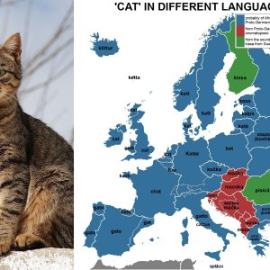 Cat in different European languages
