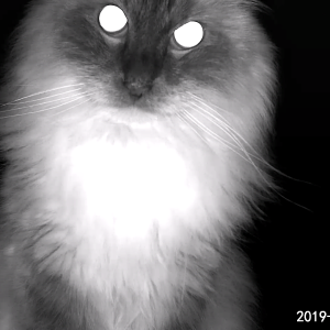 Magneto staring at our Furbo cam!