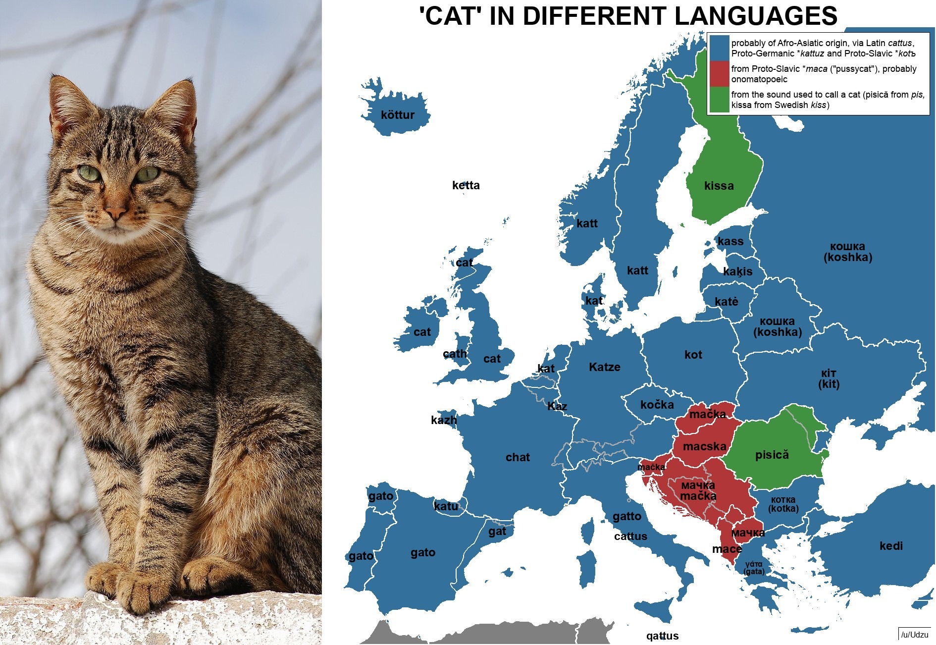 Cat in different European languages