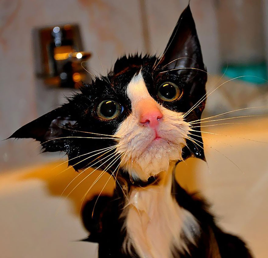 funny-wet-cats-1.jpg