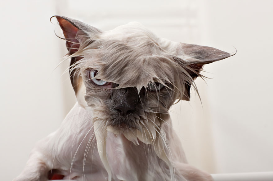 funny-wet-cats-2.jpg